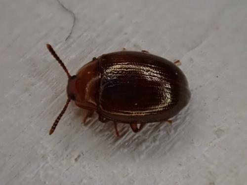 Scaphidema metallica